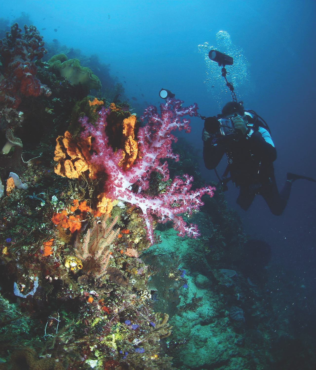 Bunaken, North Sulawesi.jpg