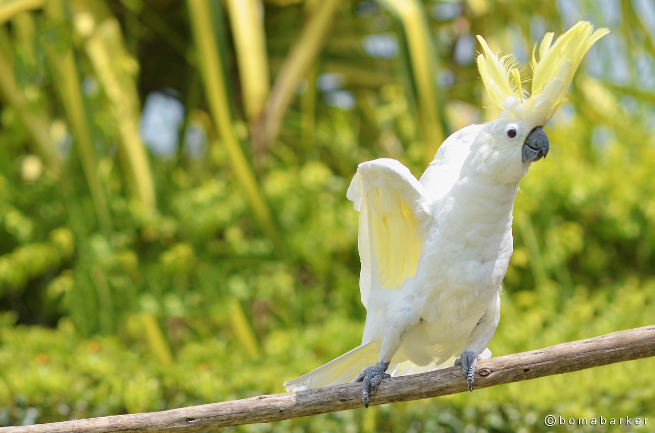 Kakatua - edited - jpg.jpg