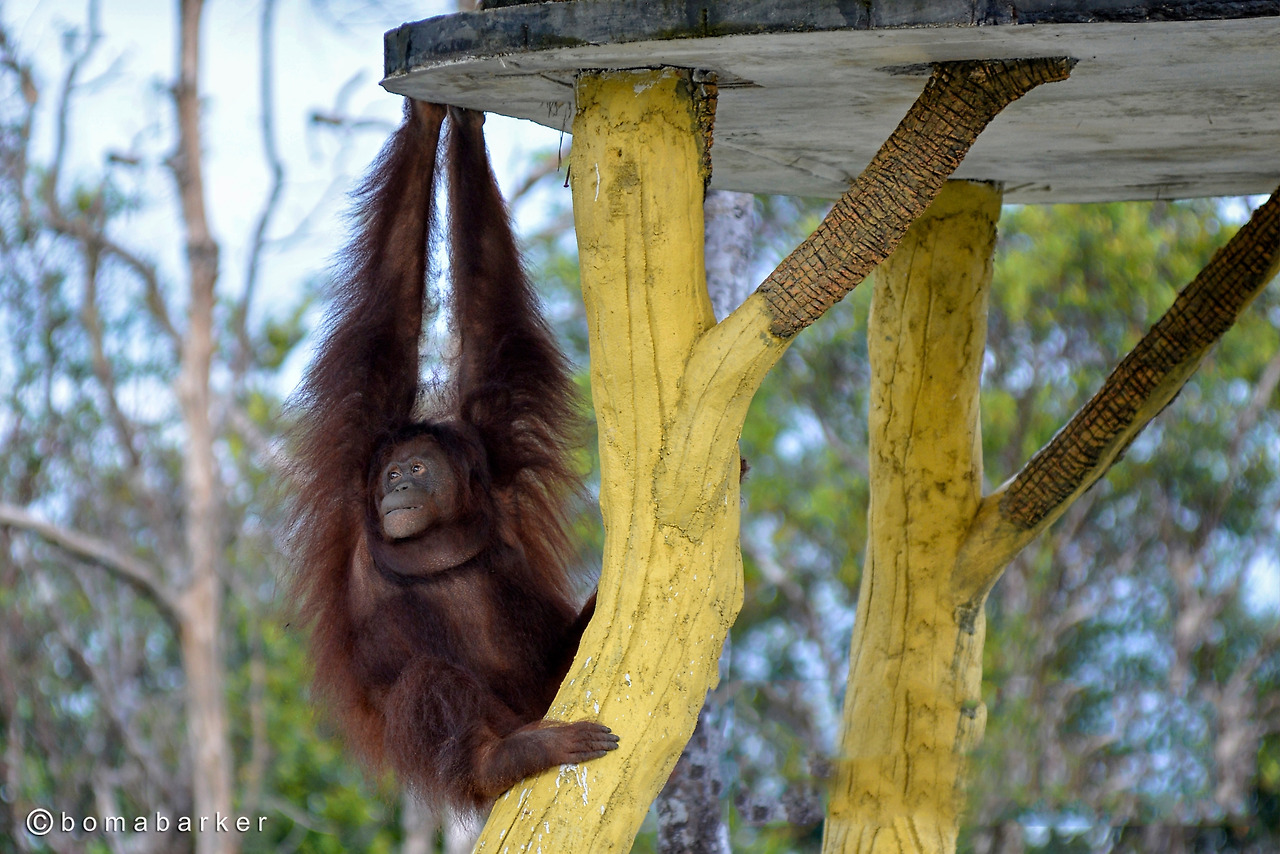 Orangutan - edited - jpg.jpg