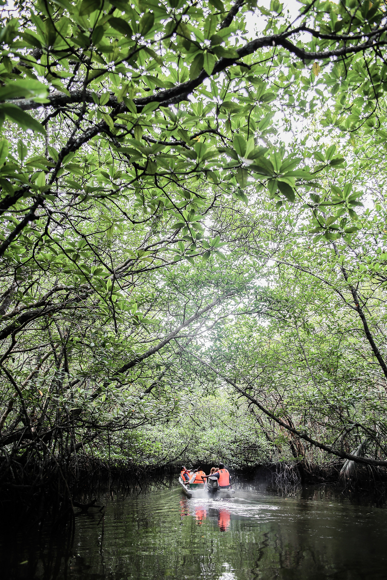 Mangrove Bintan IMG_8298.jpg