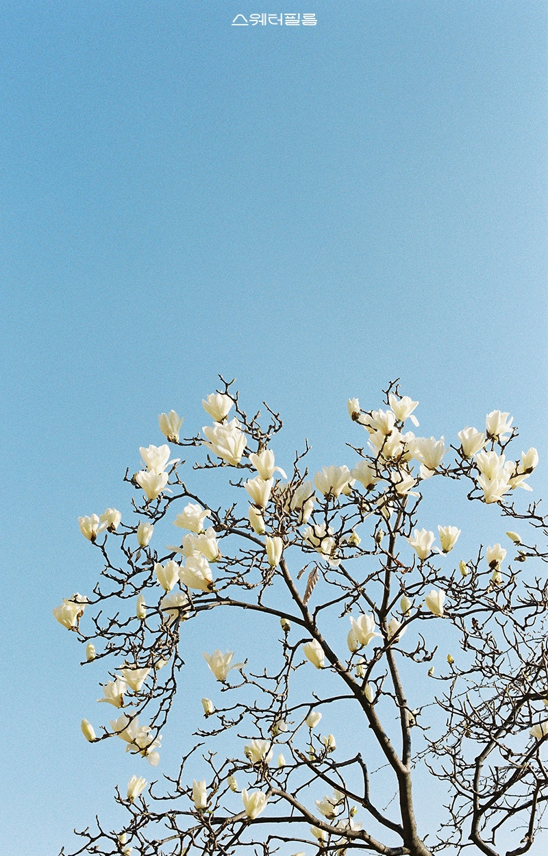 목련, 서울(Copyright 2023. Sweaterfilm All rights reserved.).jpg