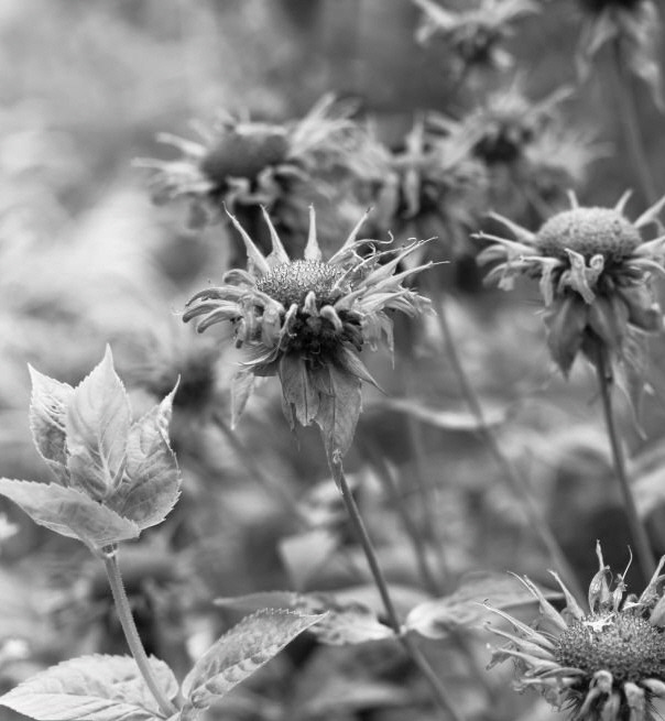 [꾸미기]지는 꽃02.jpg