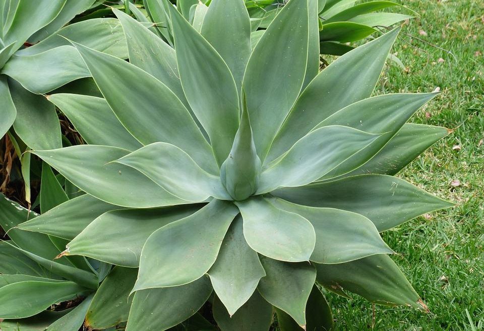 dragon-tree-agave-384361_960_720.jpg