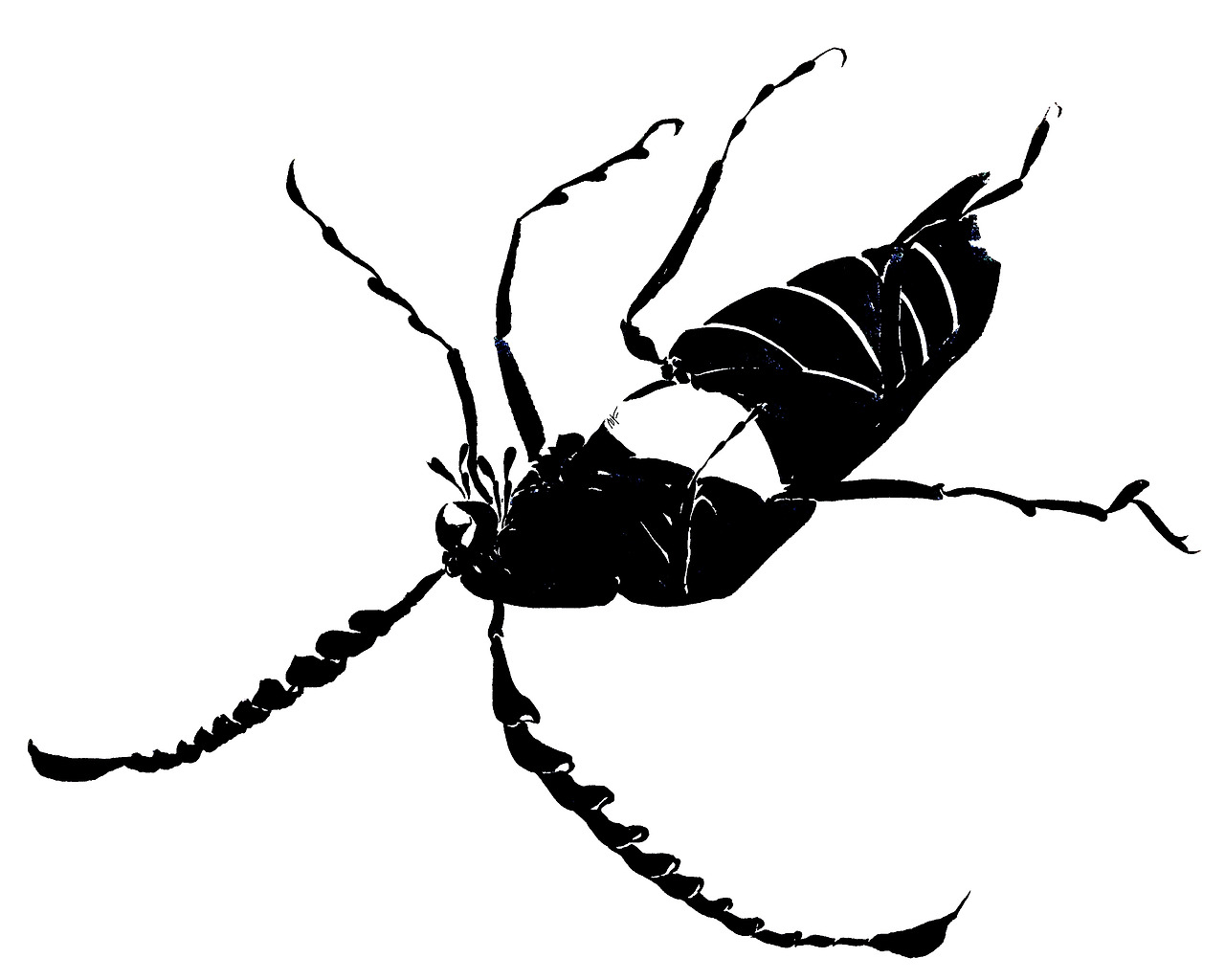black beetle 1.jpg