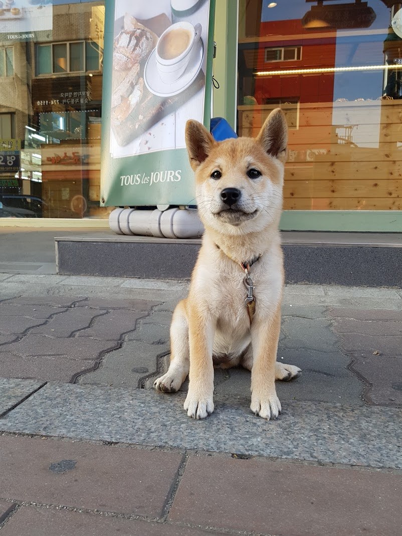 뜨레쥬르 강아지.jpg