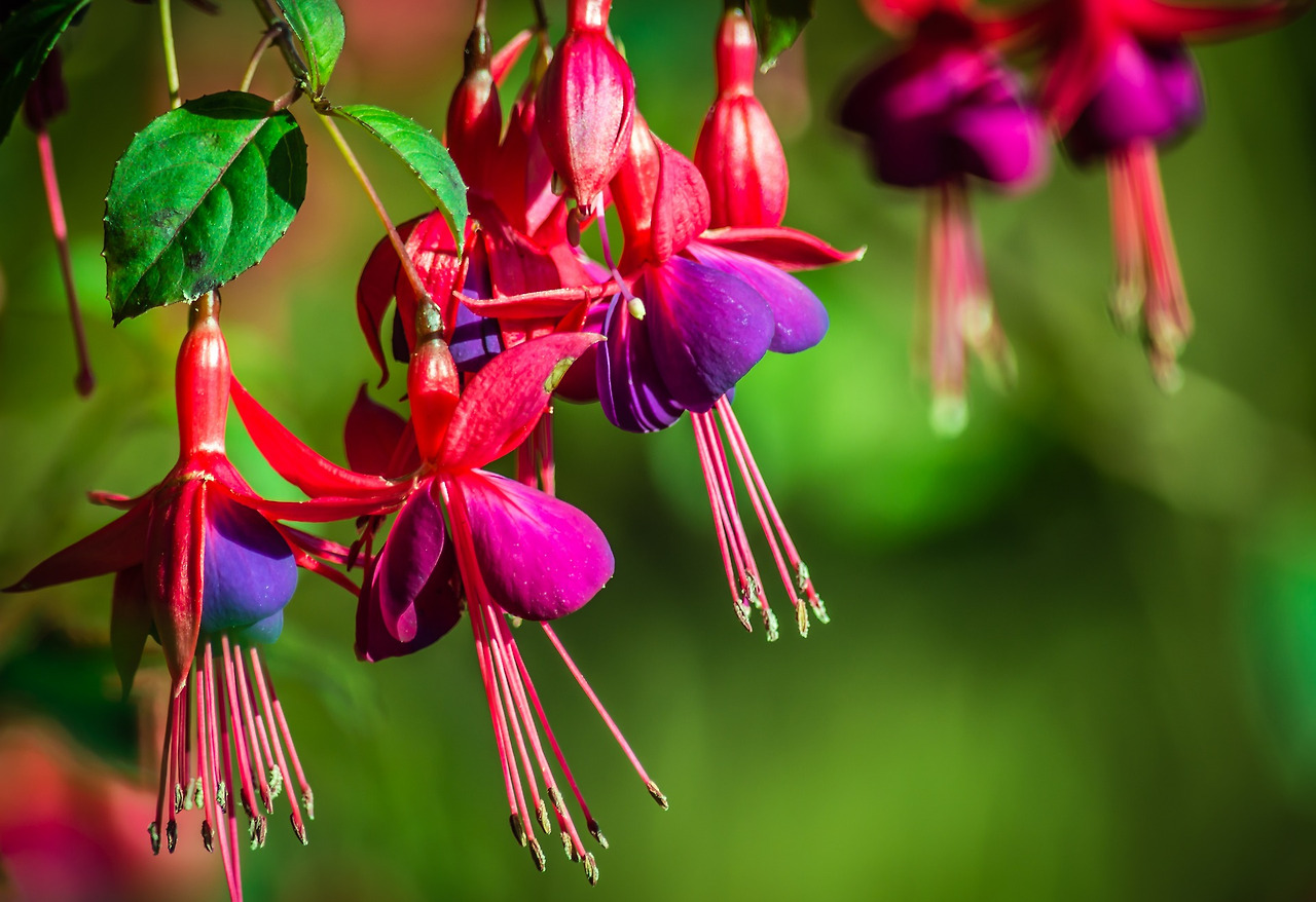 fuchsias-2440192_1920.jpg