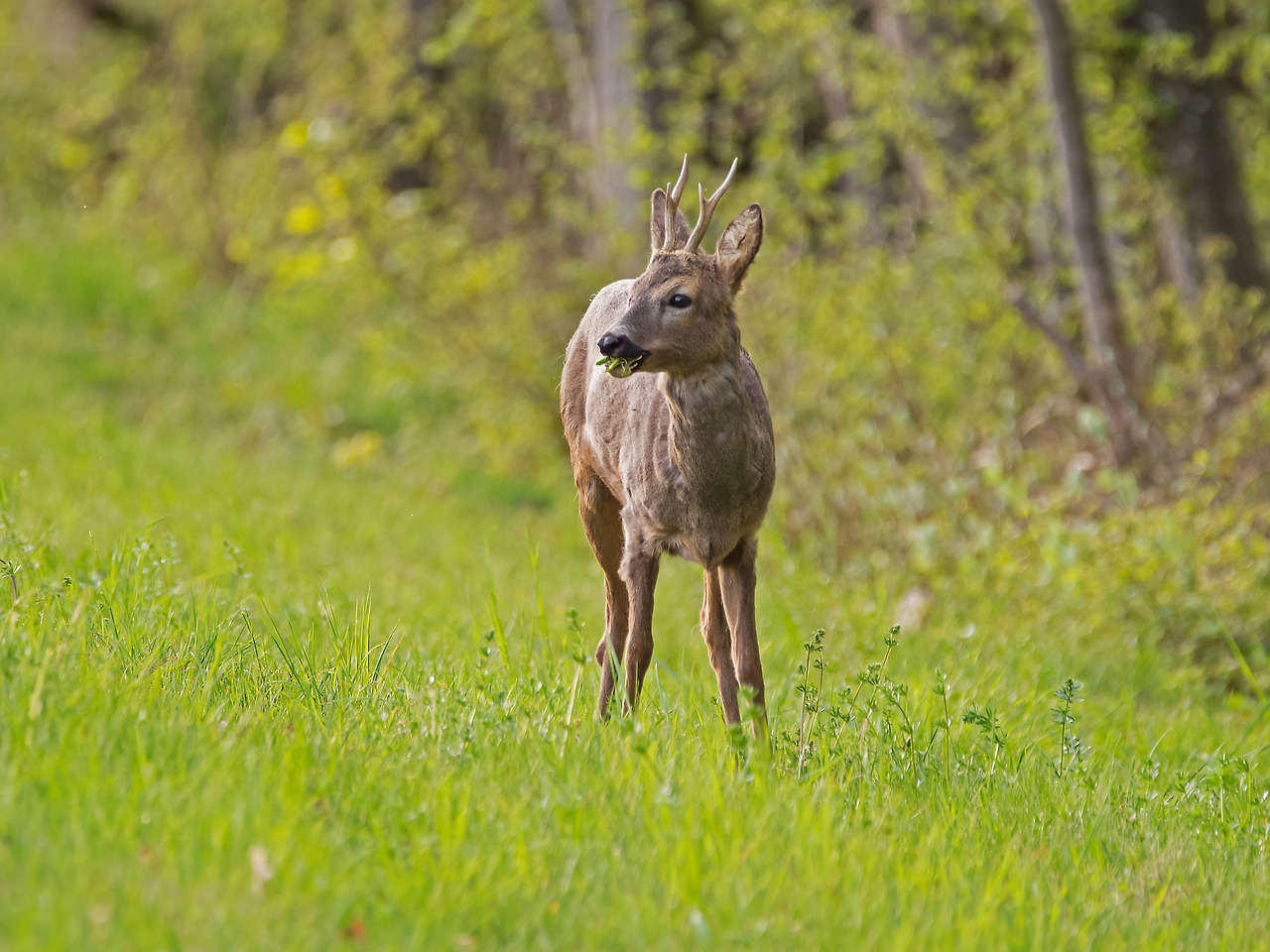 roe-deer-4153220_1920.jpg