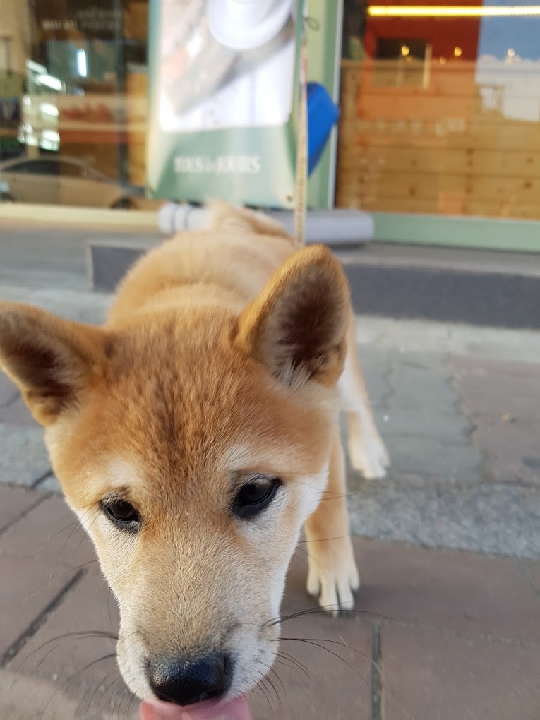 뜨레쥬르 강아지2.jpg