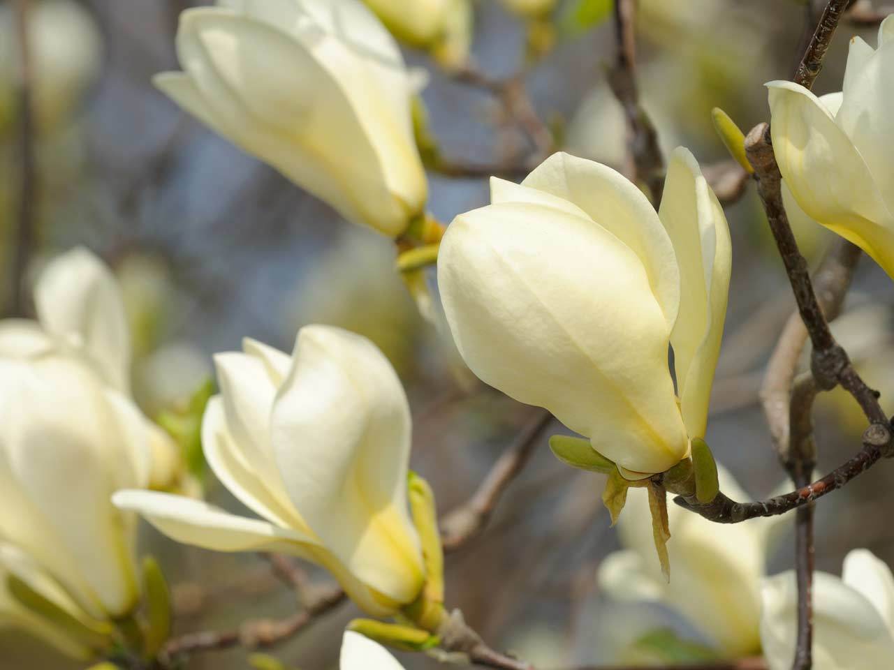 how-to-grow-magnolias-goldfinch-51680731-1280.jpg