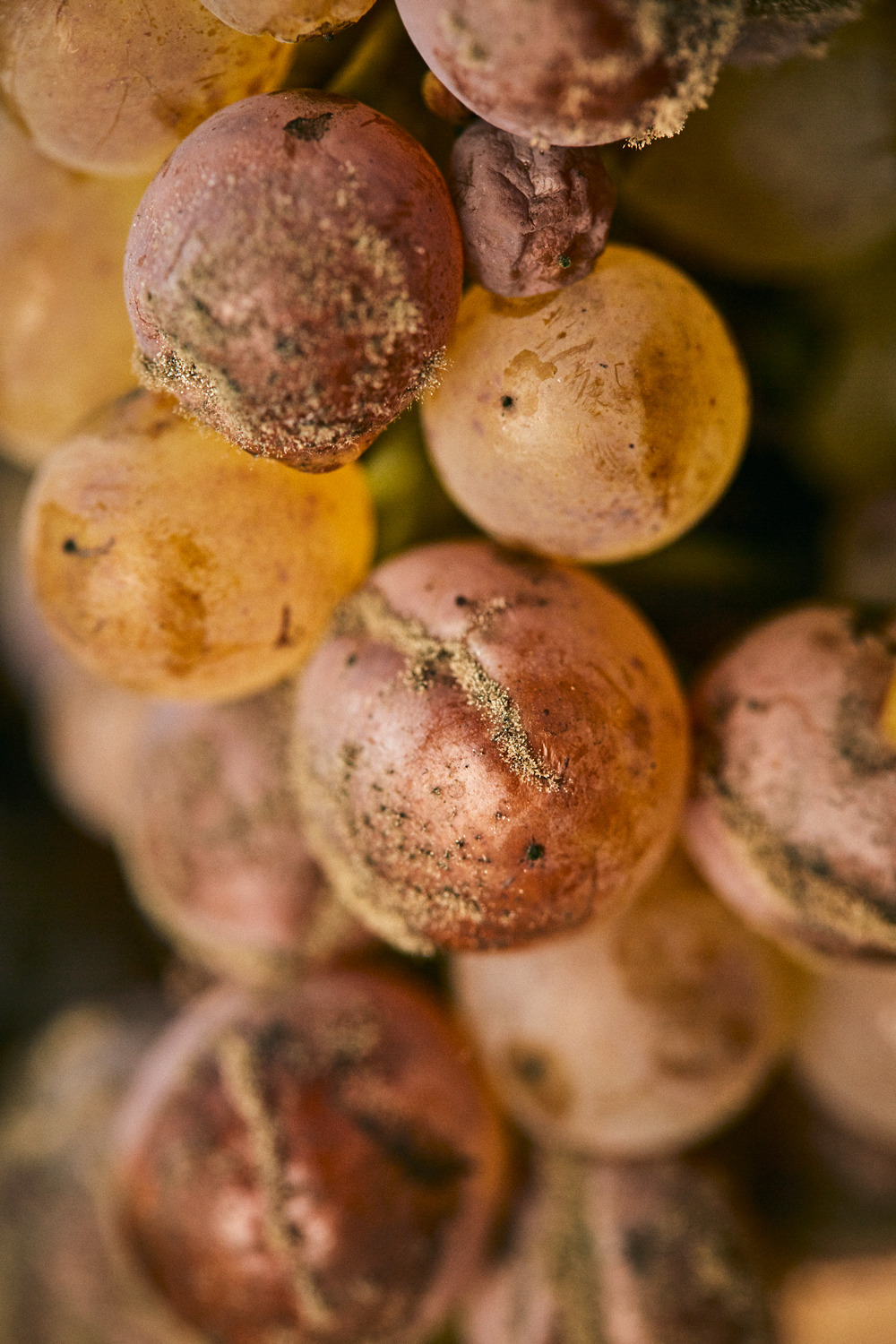 3. 서브2_아수 와인을 만드는 귀부 포도.jpg