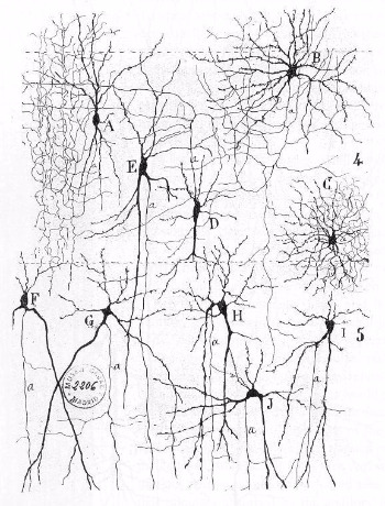 Cajal_actx_inter.jpg
