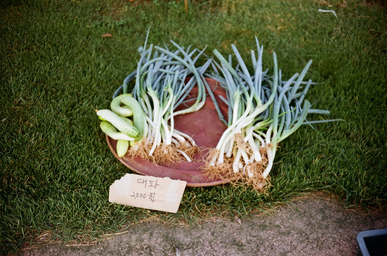 대파.jpg