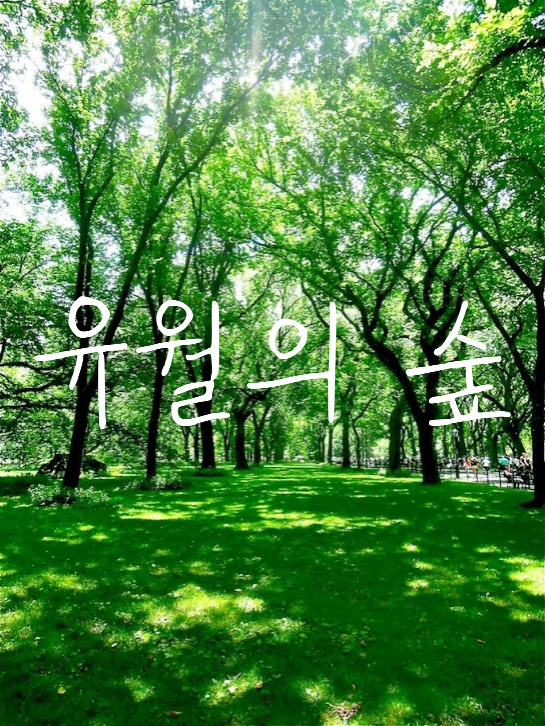 유월의 숲