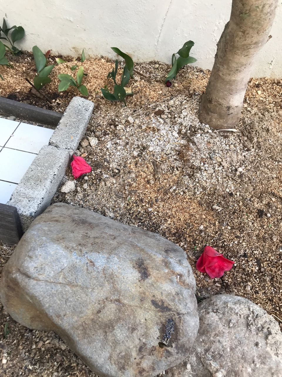 카지노 게임 사이트