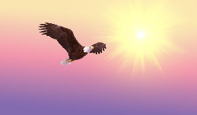 bald-eagle-g569a2cc7a_1920.jpg