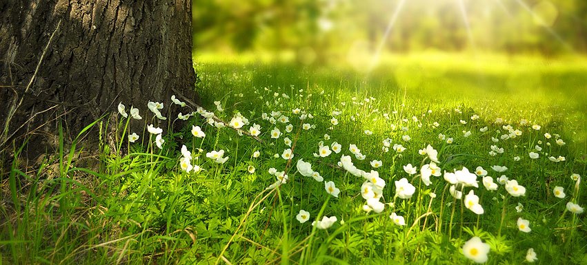 grass-flower-morning.jpg