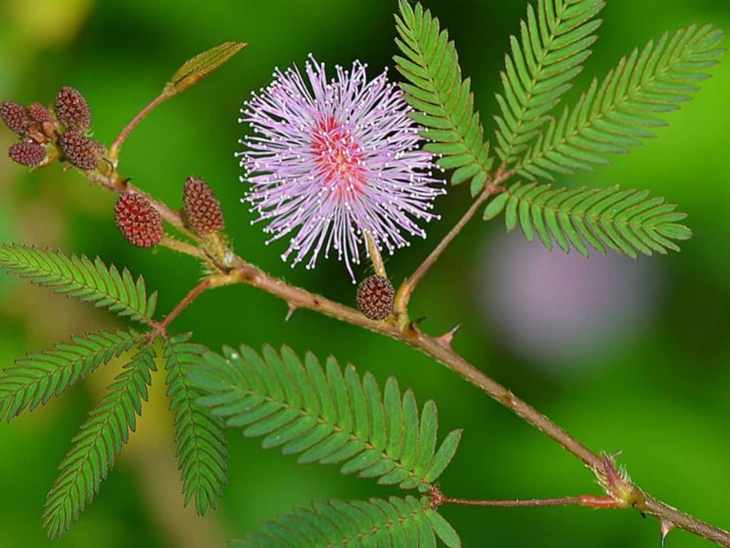 Mimosa_Pudica1.jpg