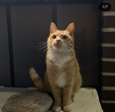 나의 고양이.jpg