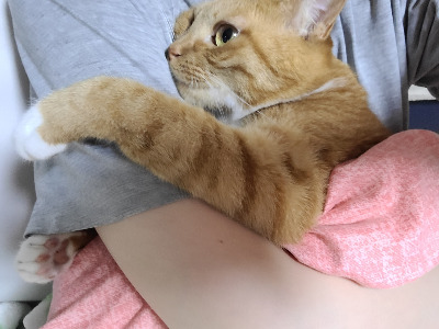 외로운 고양이.jpg