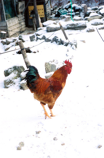 수탉.jpg
