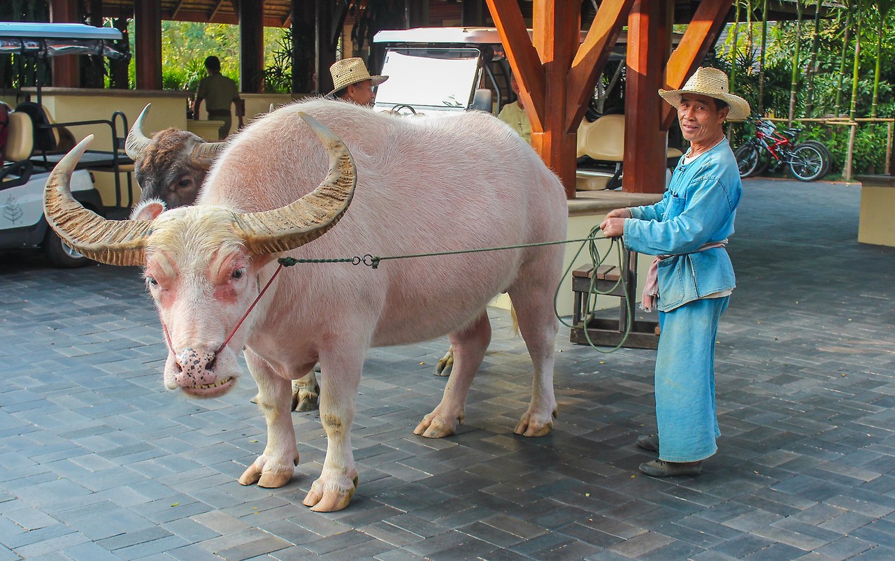 3 치앙마이 (4).jpg