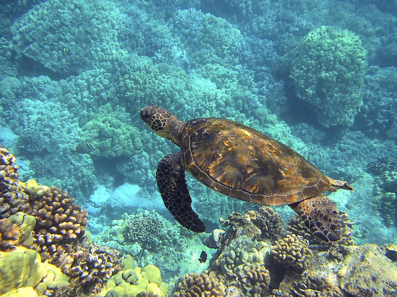 sea-turtle-547162_1920.jpg