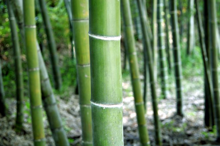 038-죽녹원 (3)resize.jpg