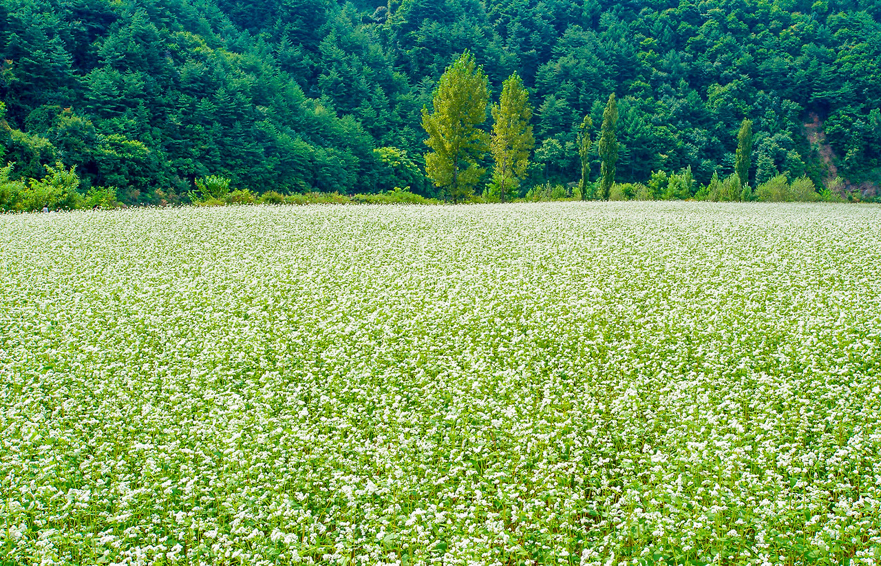 평창 (4).jpg