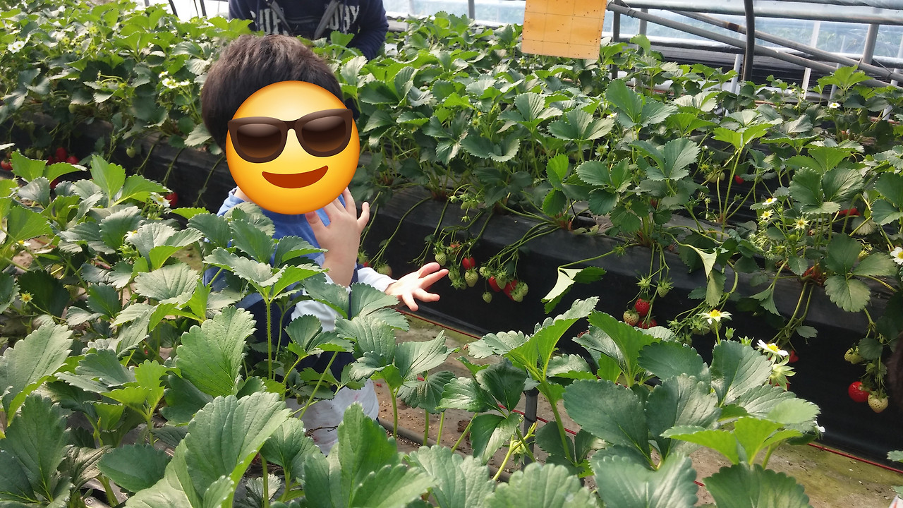 딸기_태형.jpg