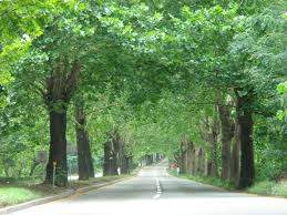 청록의 도로길.jpg