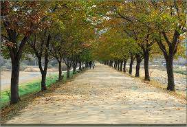 가을의 뒤안길.jpg