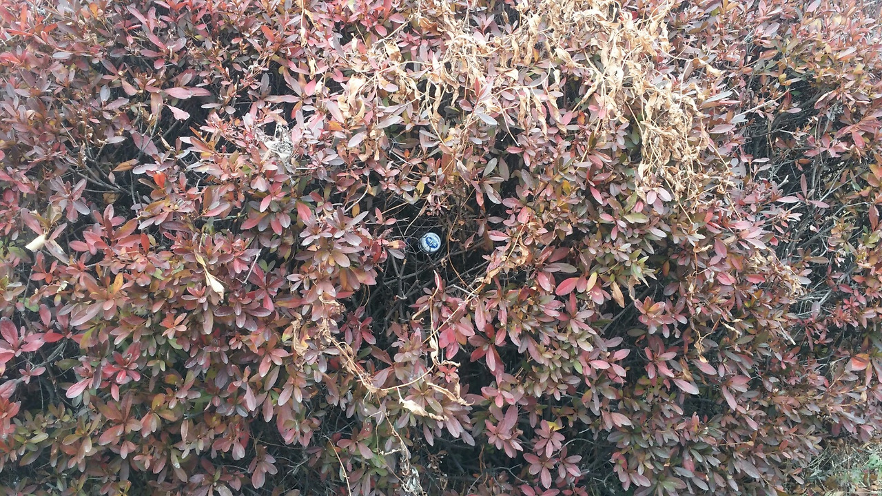 가로수의 박카스.jpg