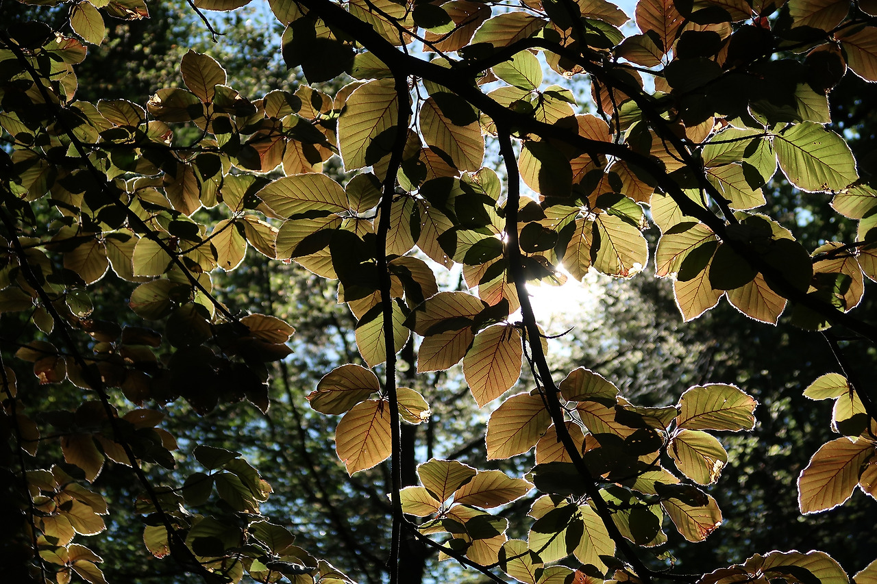 07_맑은날 잎사귀.jpg