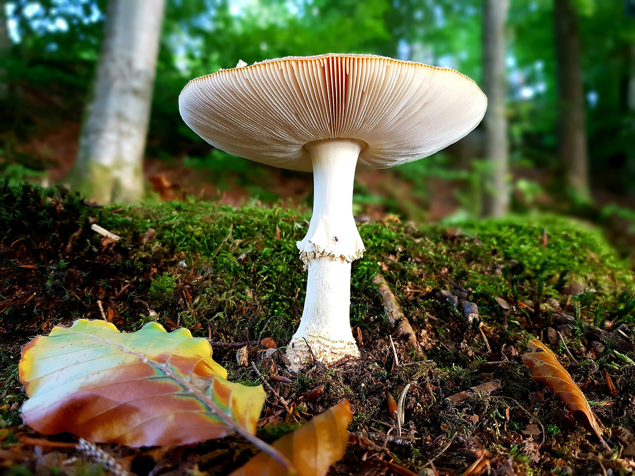 fly-agaric-3687254_1920.jpg