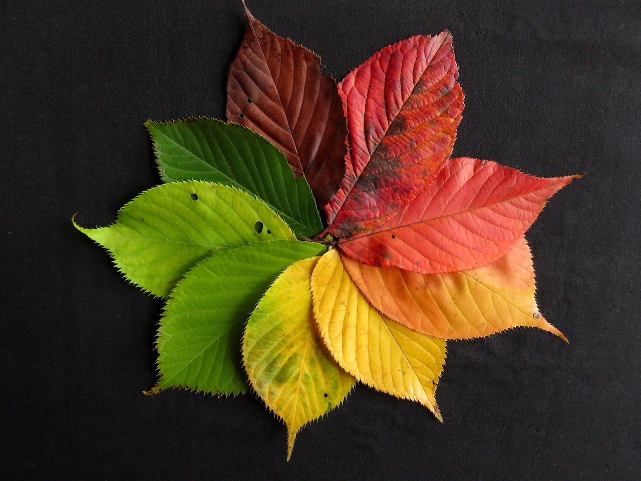 autumn-leaves-1486075_1920.jpg