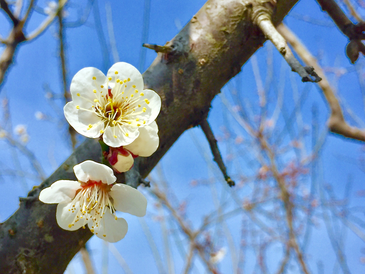 視不明日聞花信