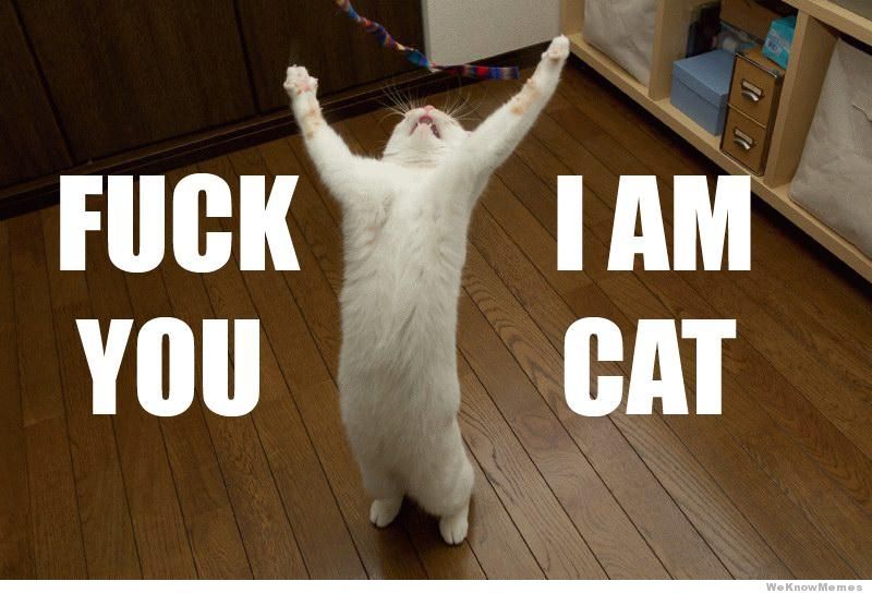 fuck-you-i-am-cat.jpg