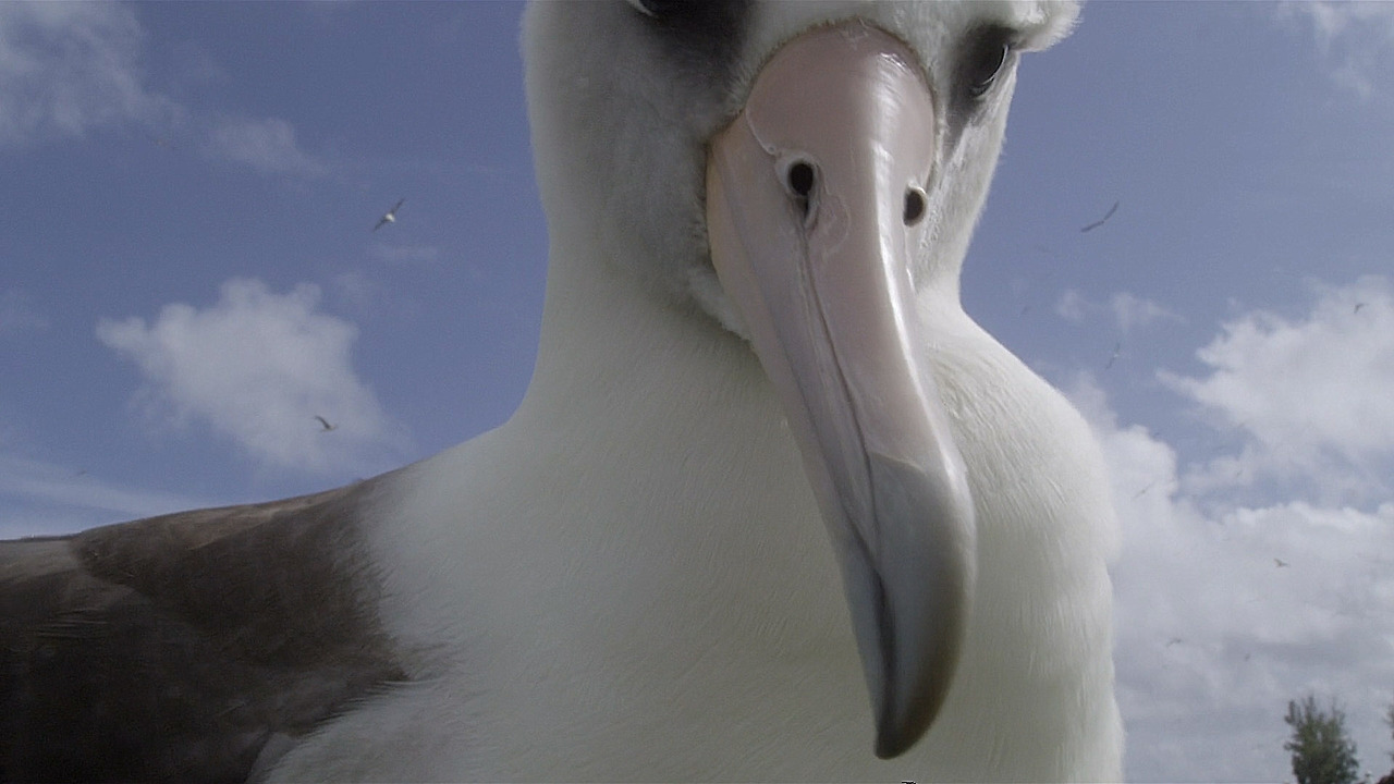 알바트로스 새끼 플라스틱9.jpg