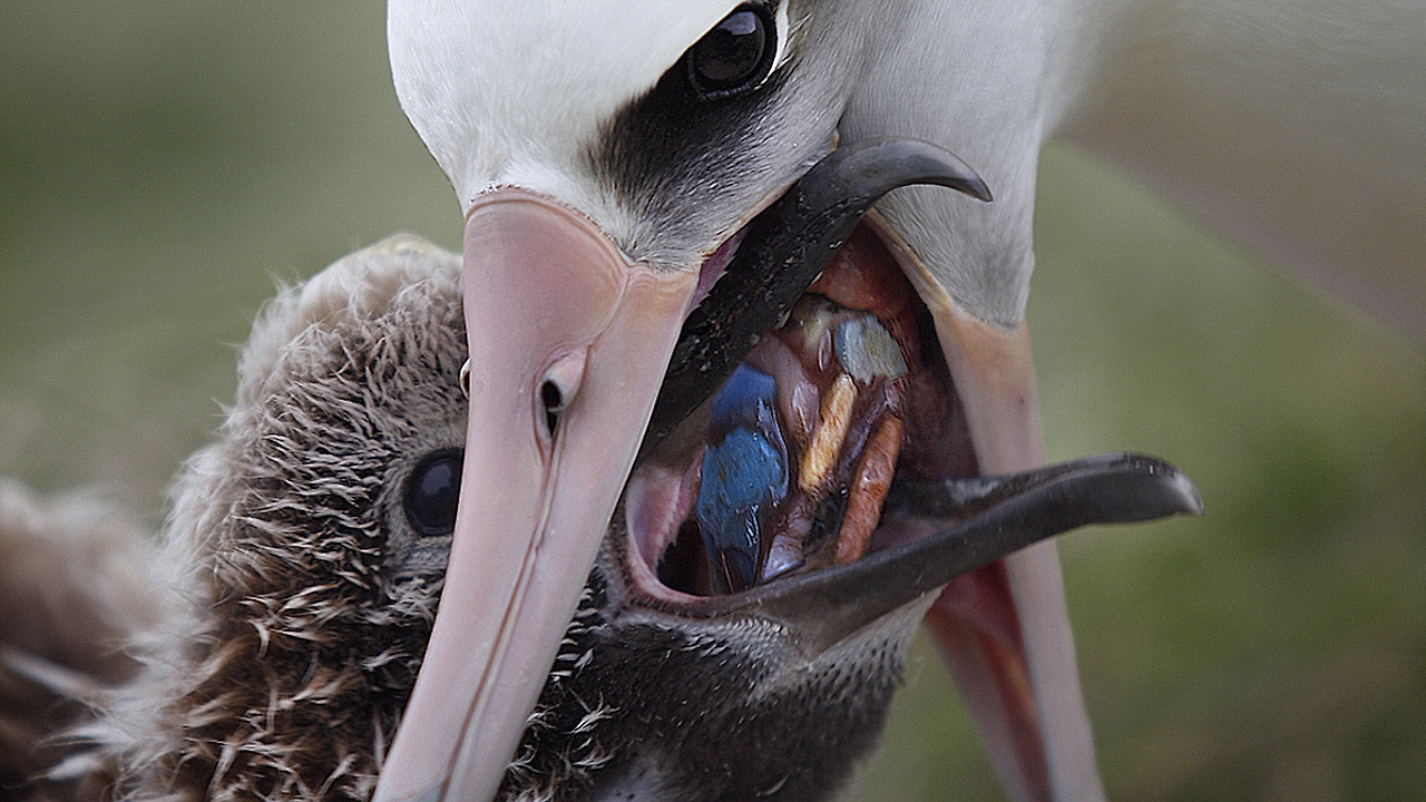알바트로스 새끼 플라스틱5.jpg