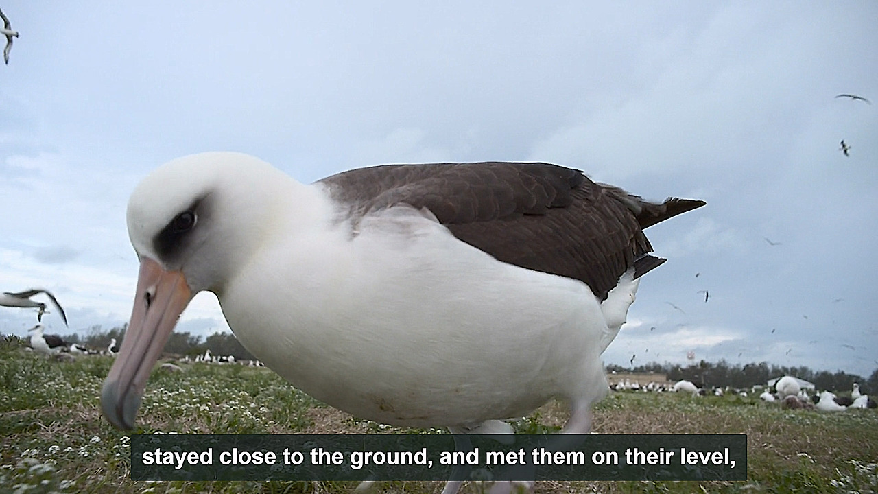 알바트로스 새끼 플라스틱9.jpg