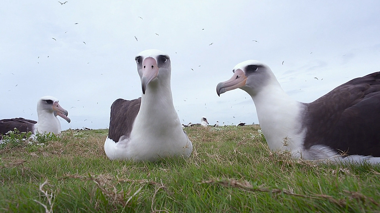 알바트로스 새끼 플라스틱11.jpg