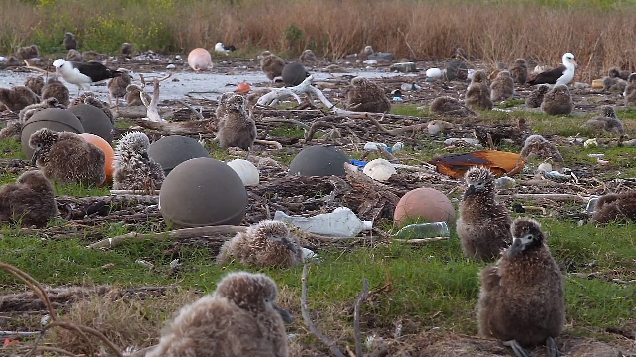 알바트로스 새끼 플라스틱3.jpg