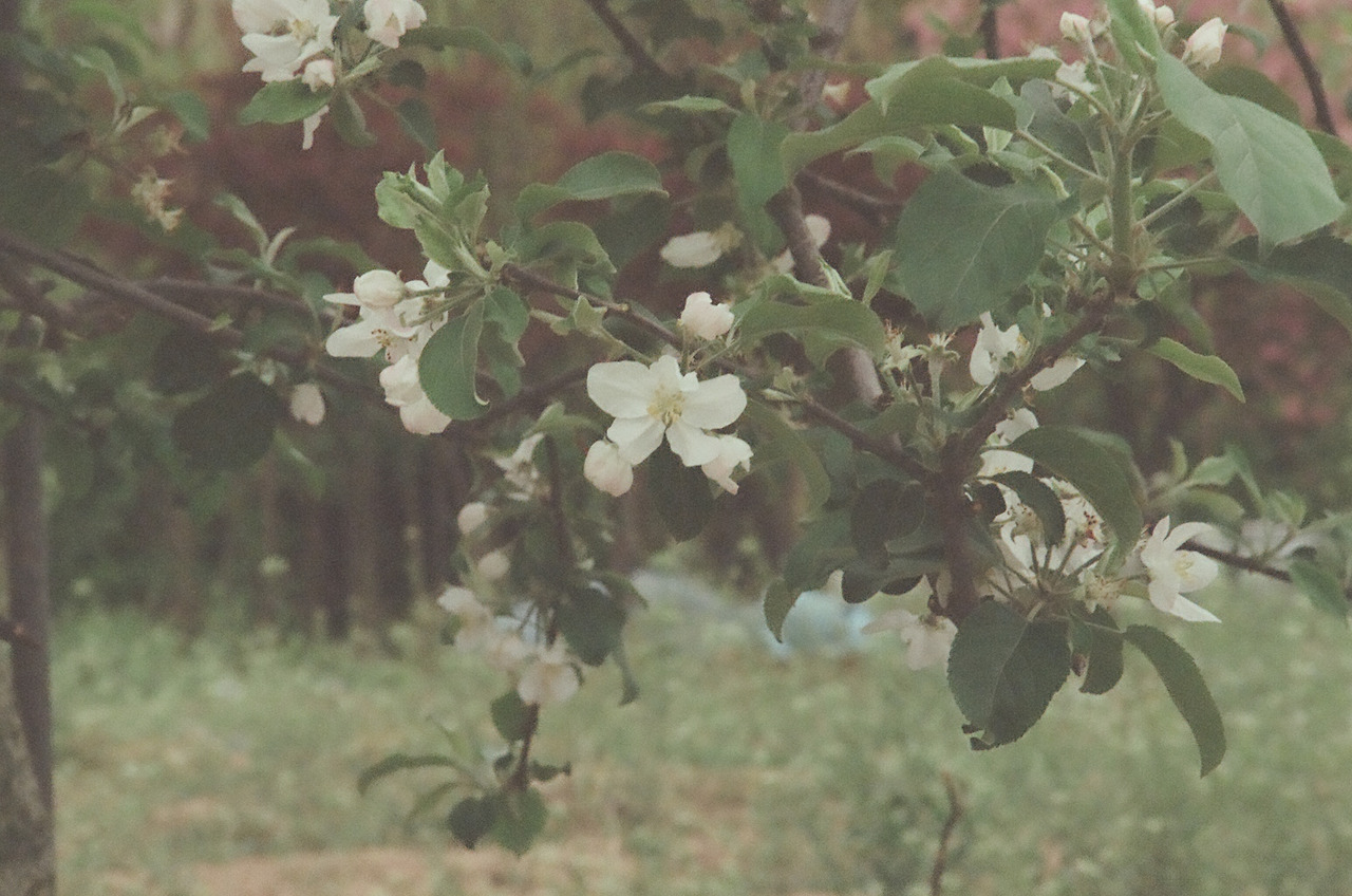 니콘필카111 (3).jpg