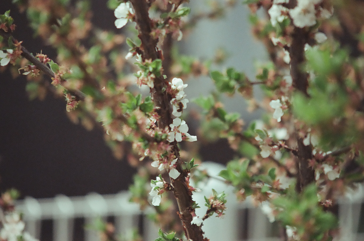 니콘필카111 (1).jpg