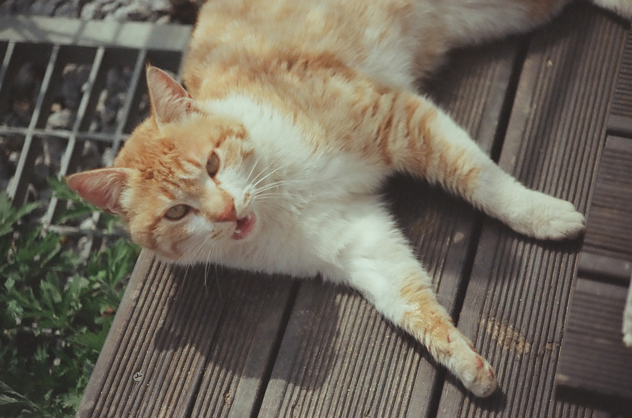 니콘필카111 (2).jpg