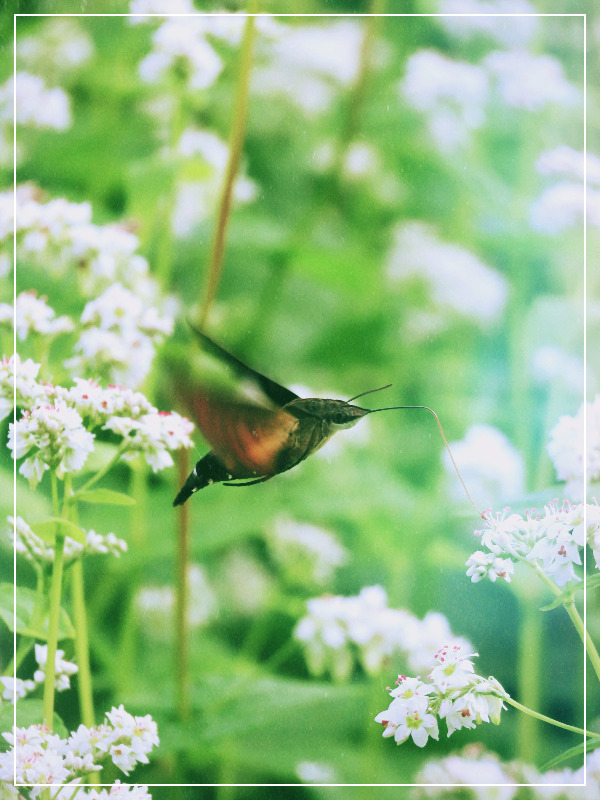 SE-993d9933-b655-4641-9480-eb1d6a044943 (1).jpg