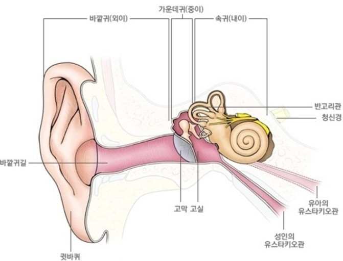 귀 구조.jpg