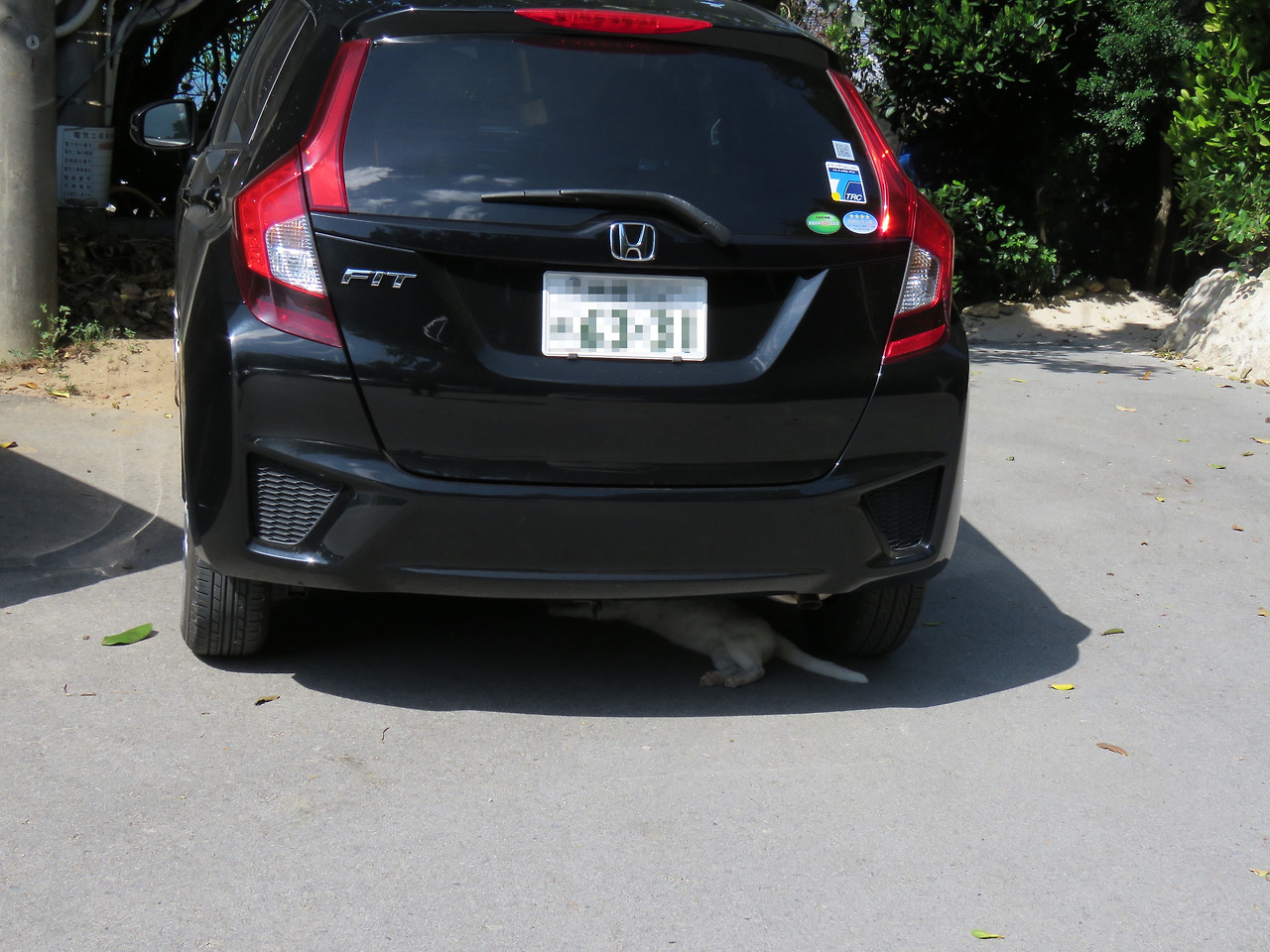 차량 밑에 숨은 고양이.jpg