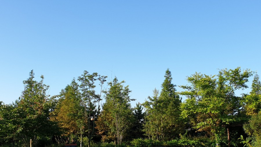 숲과 하늘.jpg