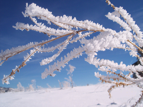 frosted-plant-1518409.jpg